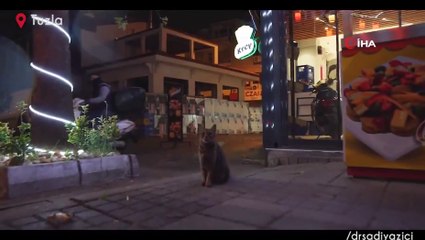 Tuzla'da kısıtlama günlerinde sokak hayvanları unutulmadı