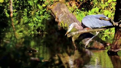 Canlılar Alemi II - Doğal Yaşam