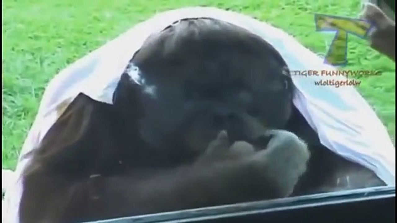 Funny animals