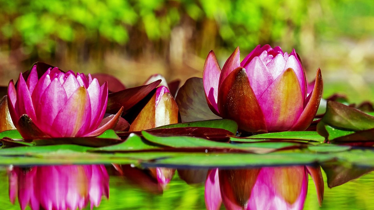 Relax! Let Us Become Meditative With Nature & Music for 20 min Day 2