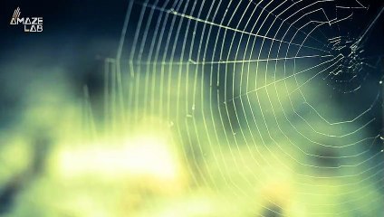 Spiders in Space Figure Out How to Build Webs Without Gravity to Guide Them