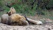 Un lionceau essaye par tous les moyens d’attirer l’attention de son père qui dort pour jouer ensemble