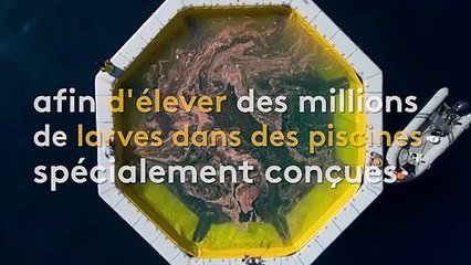 Australie : la fécondation in vitro utilisée pour repeupler la Grande barrière de corail