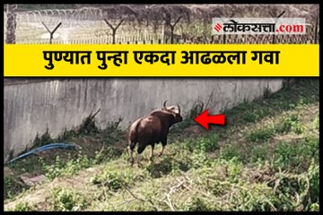 पुण्यात पुन्हा एकदा आढळला गवा