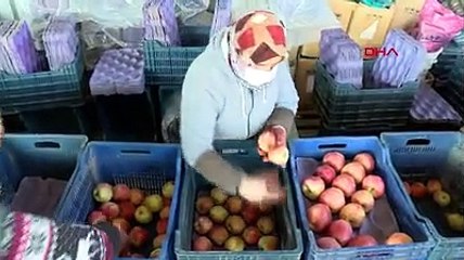 Bayramiç'in meşhur elmasına yoğun talep