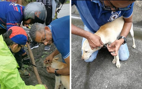 Malaysians team up to rescue a trapped dog on Karak Highway