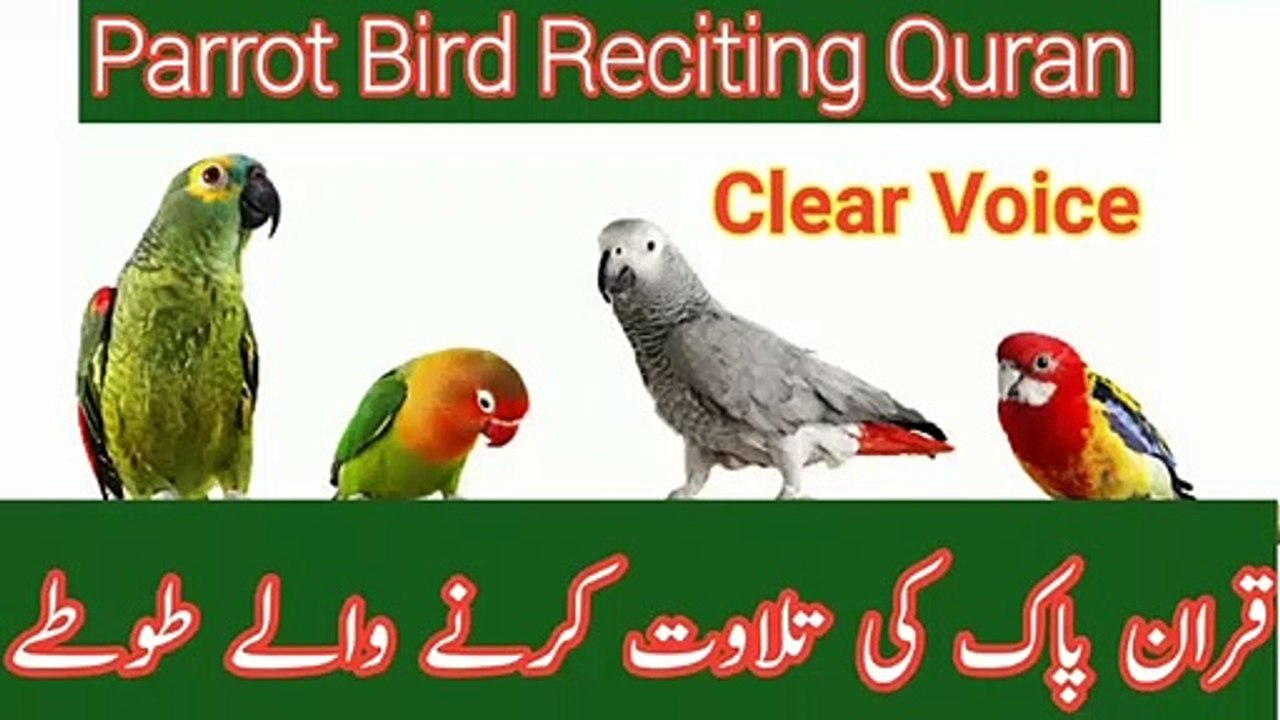 Parrot bird  reciting Holly Quran clear  voice