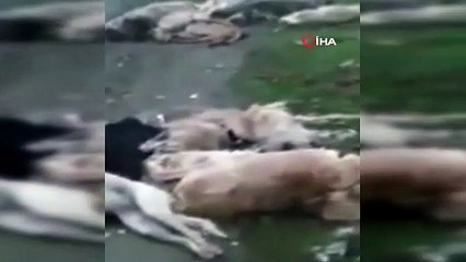 Onlarca köpeği öldürüp Bursa ormanlarına attılar