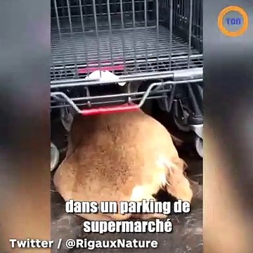 Des chasseurs traquent un chevreuil jusque sur un parking !