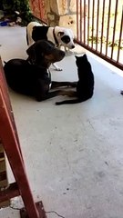 Cat Surprises Dog with Gentle Gesture