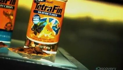 How Its Made - 775 Fish Food