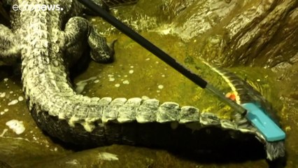 شاهد: عرض تمساح هتلر في متحف موسكو