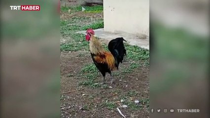 Bayılana kadar öten Denizli horozu sosyal medyada olay oldu