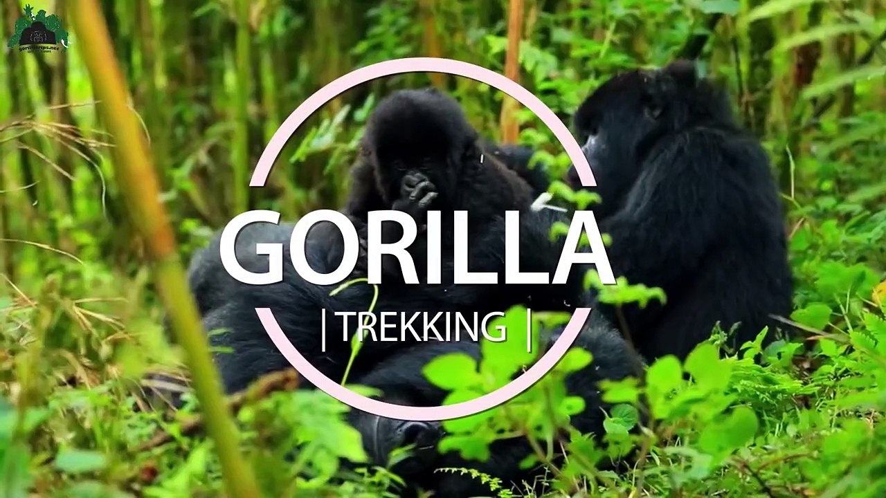 Popular Uganda Safaris & Activities - Great Safari Adventure Activities In Uganda