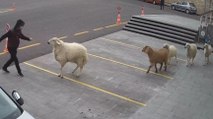 Bir koç, bir keçi ve üç koyun Nevşehir'i esir aldı