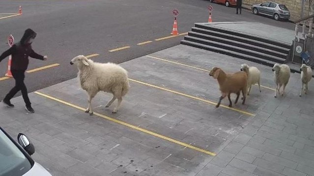 Bir koç, bir keçi ve üç koyun Nevşehir'i esir aldı