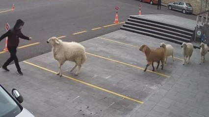 Bir koç, bir keçi ve üç koyun Nevşehir'i esir aldı