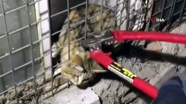Kafası tellere sıkışan kedinin imdadına itfaiye yetişti