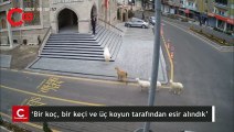 Sosyal medyada büyük ilgi gördü... ‘Bir koç, bir keçi ve üç koyun tarafından esir alındık’