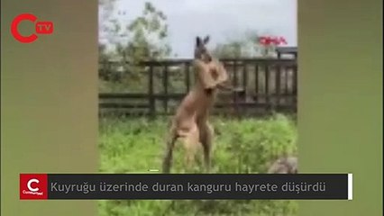 ABD’de kuyruğu üzerinde durabilen kanguru görüntüleri viral oldu
