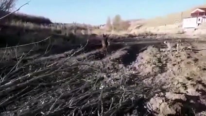 KAHRAMANMARAŞ - Eşeğe işkence yaptığı iddia edilen kişi gözaltına alındı