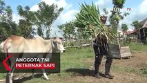Anggota TNI Beternak Sapi