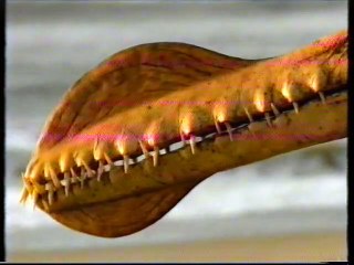 Dinosauri - 4 - i giganti del cielo