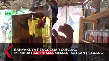 Cuan dari Budidaya Cupang di Tengah Pandemi