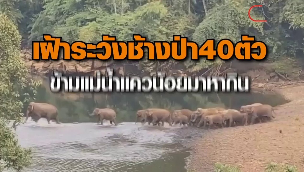จนท.อุทยานฯ ทองผาภูมิ เฝ้าระวังช้างป่ากว่า 40 ตัว