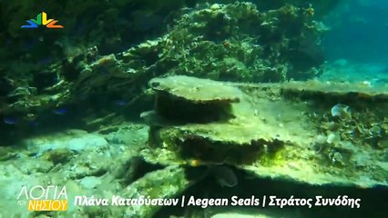 Λόγια του νησιού - Aegean Seals