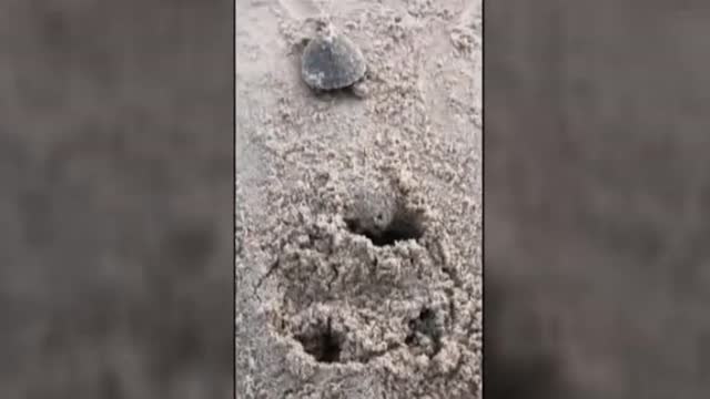 Nacen más de 92.000 crías de tortuga gigante en Brasil