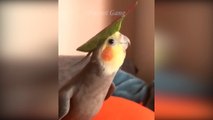 Funny and Smart Parrots - Cutest Parrots #2 - Best Compilation 2020