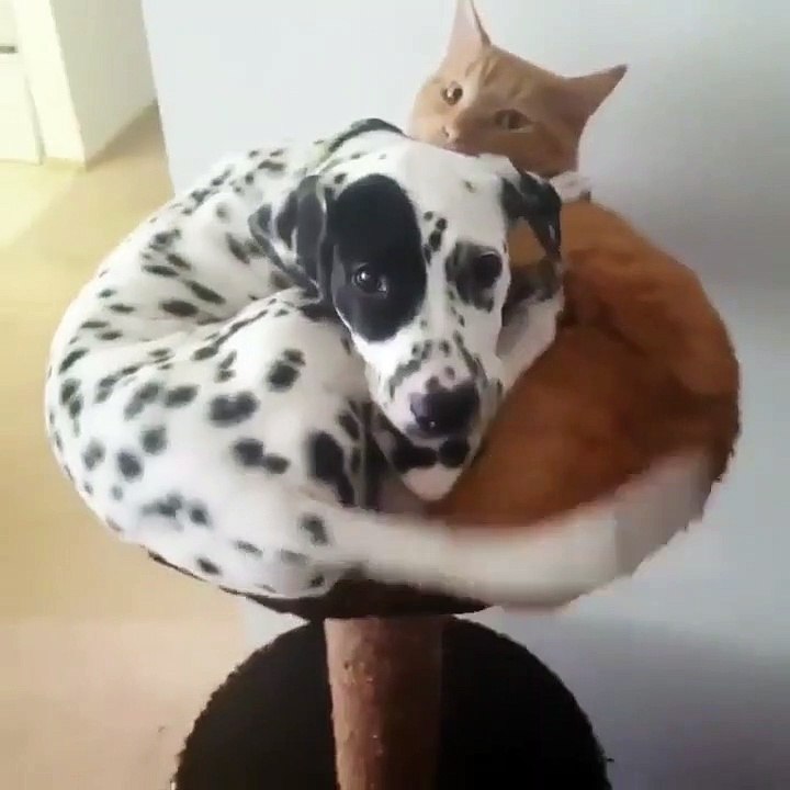 Quand un chat partage son arbre à chat avec un chien