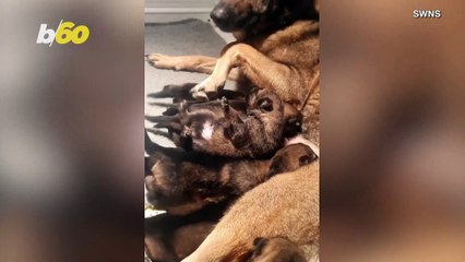 Cute Crime Fighters! Footage Shows Future Police Pups Nursing From Their Mom!