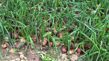 - Mersin'de dolu yağışı kışlık sebzelere zarar verdi