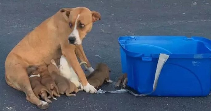 Une chienne et ses petits, abandonnés sur le parking d'une église, ont été adoptés par une famille aimante