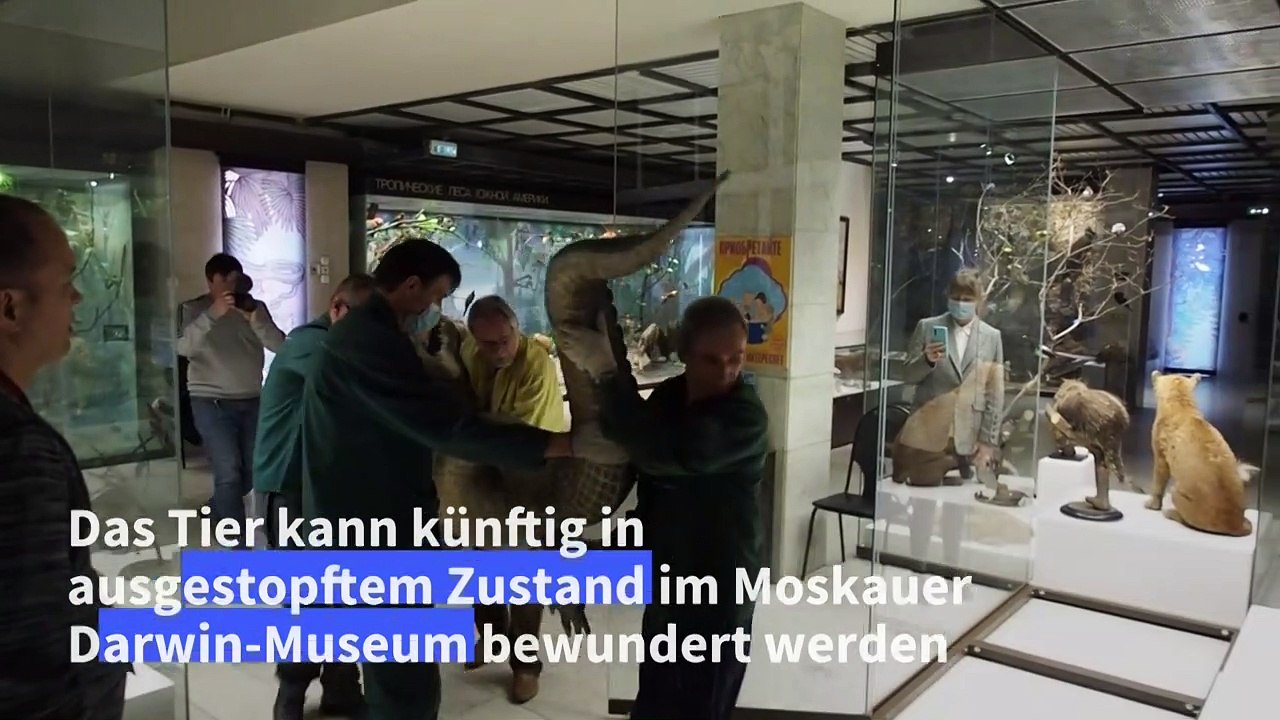 Angeblicher 'Hitler-Alligator' ist jetzt ein Museumsstück