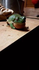 Loud Frog Croaks Along to Its Own Beat