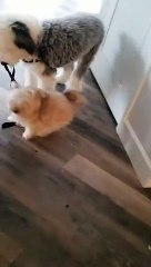 Doggy Decides Walks Doesn't Need a Human