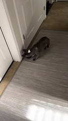 Doggy Discovers Doorstop