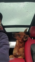Dog Has Complete Conversation With Head Tilts
