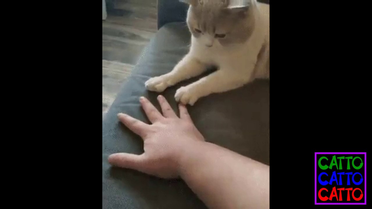 Funny Cat Compilation 3 2021