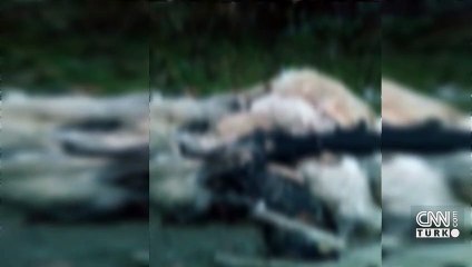 Bursa'da köpek katliamı iddiası! | Video