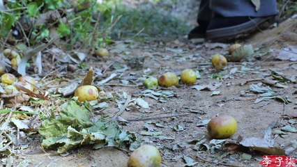 The wild jujube is ripe, it’s time to make some wild jujube cake