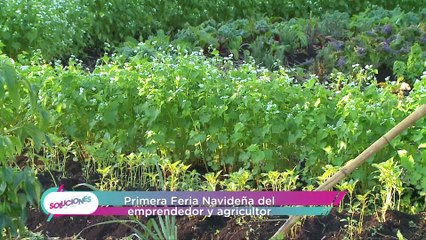 Soluciones del Trece - Martes 15 de diciembre del 2020