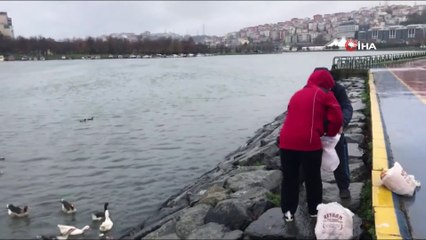Haliç’te martı ve kazların yemek yeme sırası görenleri mest ediyor