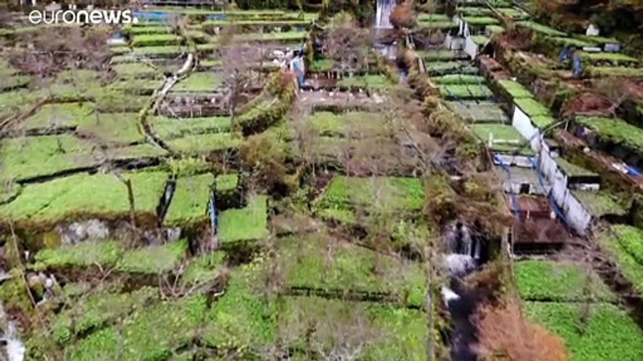 Höllisch scharf: Wasabi, das grüne Gold