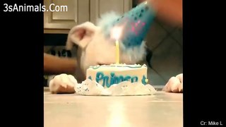 Vídeos engraçados para animais de estimação 2020  Cães e gatos fofos fazendo coisas engraçadas