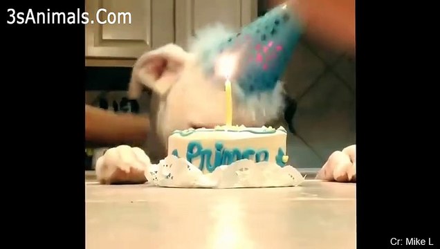 Vídeos engraçados para animais de estimação 2020 Cães e gatos fofos fazendo coisas engraçadas