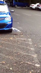 Cette mouette déteste les voitures bleues